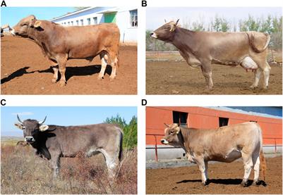 Genome-wide survey reveals the genetic background of Xinjiang Brown cattle in China